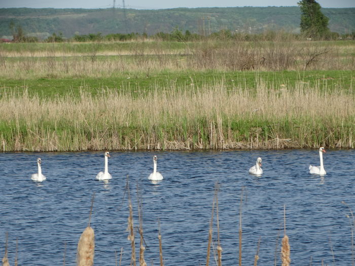 DSC00032 - Lebede pe Arges