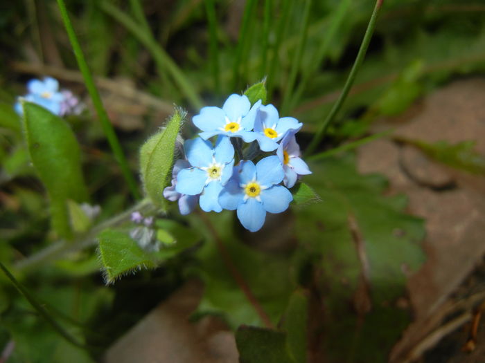 Myosotis alpestris (2016, April 08)