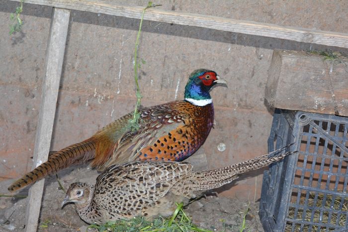 au fost eliberati acolo unde le era locul - 6 - Diverse