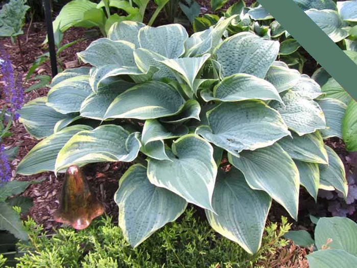 Alligator Shoes - Hostas