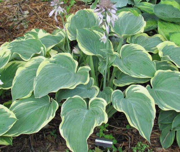 Arc de Triomphe - Hostas