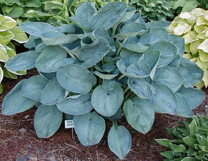 Big Daddy - Hostas