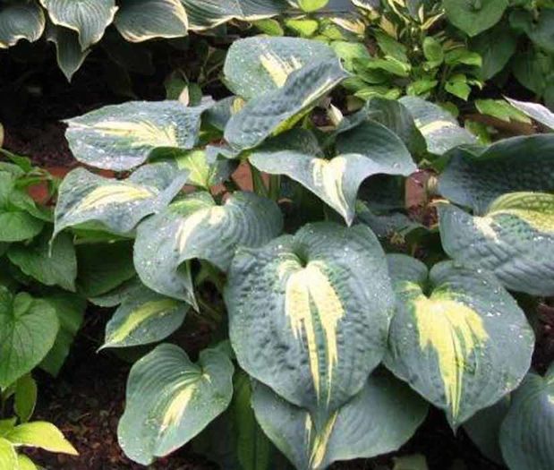 Dream Weaver - Hostas