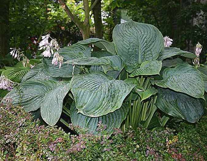 Empress Wu - Hostas