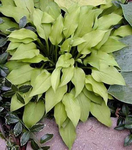 Blonde Elf - Hostas