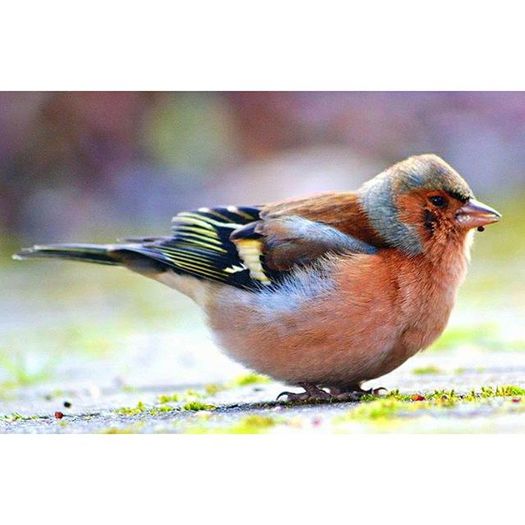 12292772_541617706017045_168034252_n - Birds  II