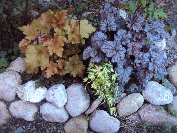 DSC09221 - 2016 Heuchera