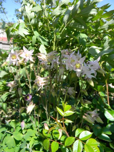 :) multumesc Flora :) - 3 Gradina 2016