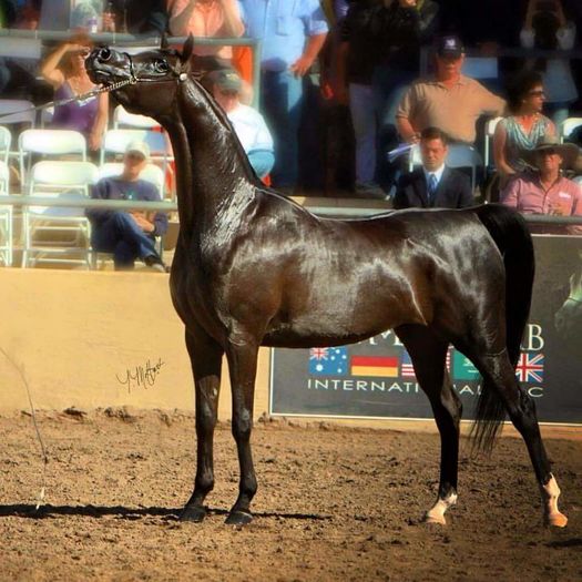 FB_IMG_1460959640717