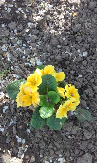 20160416_172534 - primavara 2016