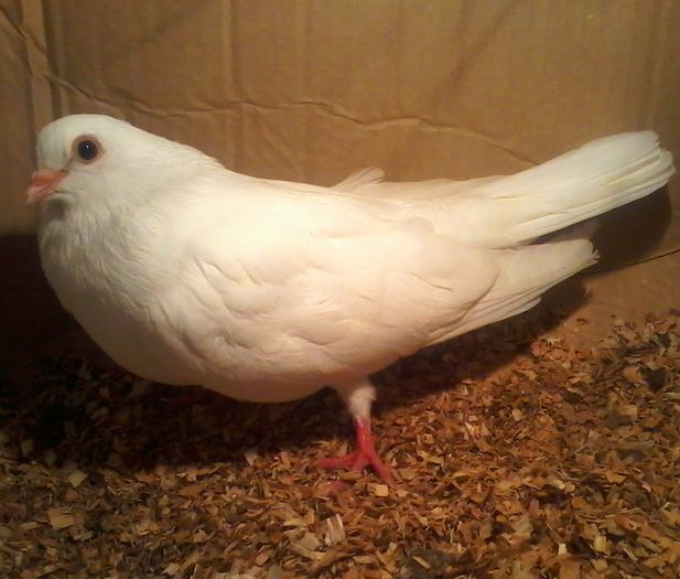 din florii moriscari