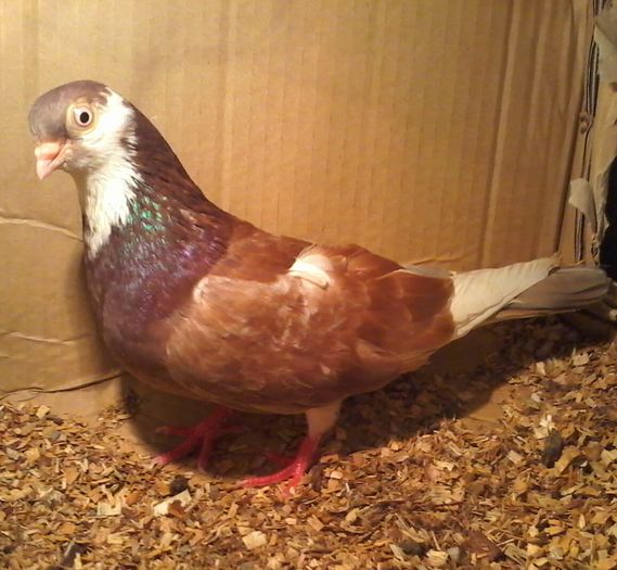 moriscara tare zbor Ff bun