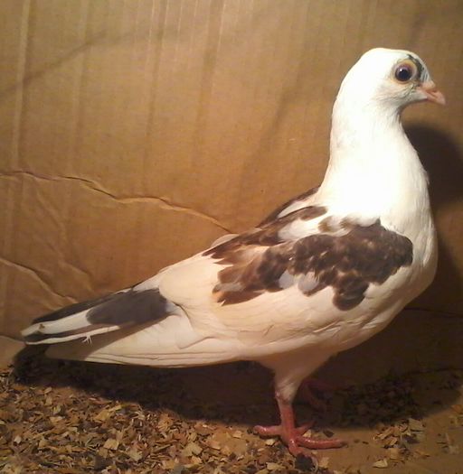 din migul moriscar floriu