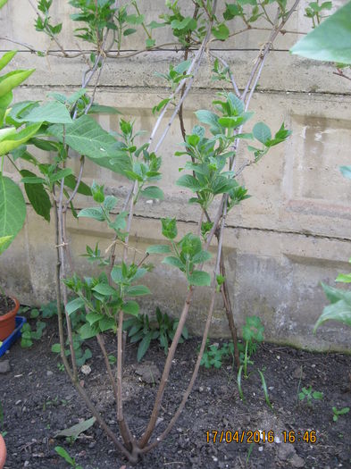 17.04 2016- o primavara timpurie