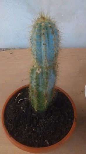 IMAG0325 - Cactusi Si Yucca De Vanzare
