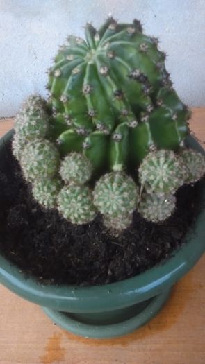 IMAG0332 - Cactusi Si Yucca De Vanzare