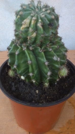 IMAG0334 - Cactusi Si Yucca De Vanzare