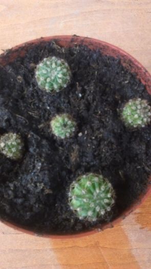 IMAG0337 - Cactusi Si Yucca De Vanzare