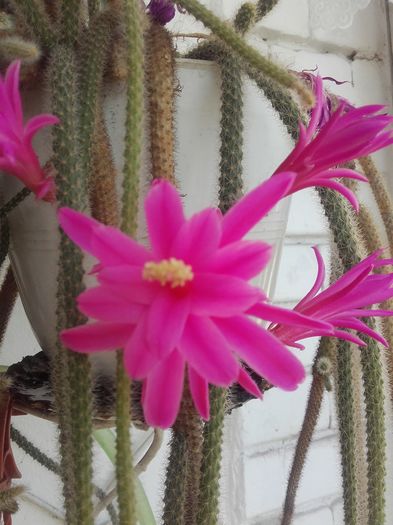 APOROCACTUS - Cactusi