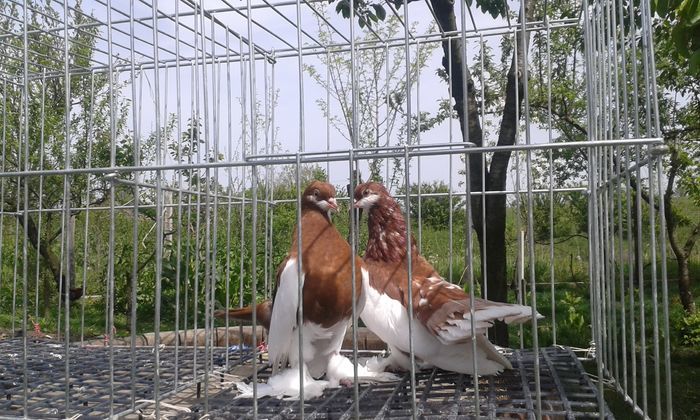 106388874_BZWECJS - DE VANZARE