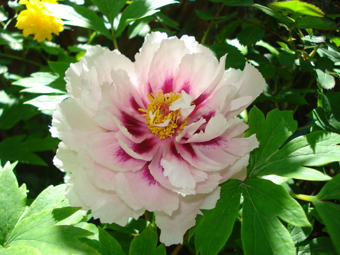 DSC00940