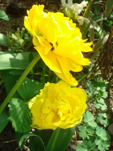 Monte Peony si Mon Amour - Gradina 2016