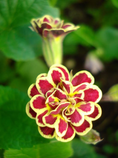 Primula 'Elizabeth Killelay' - Gradina 2016
