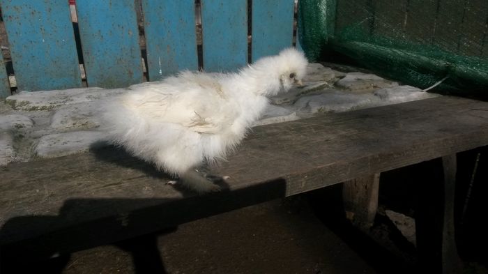 20160417; Generație 2016. Eram ud pe mâini când am prins-o să-i fac poză și goanga a ieșit cam ciufulită!
