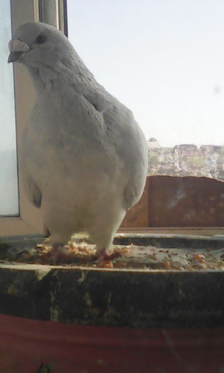 X-soul f 2012; Limited
