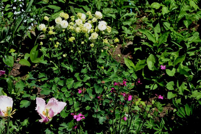 Aquilegia Winky white