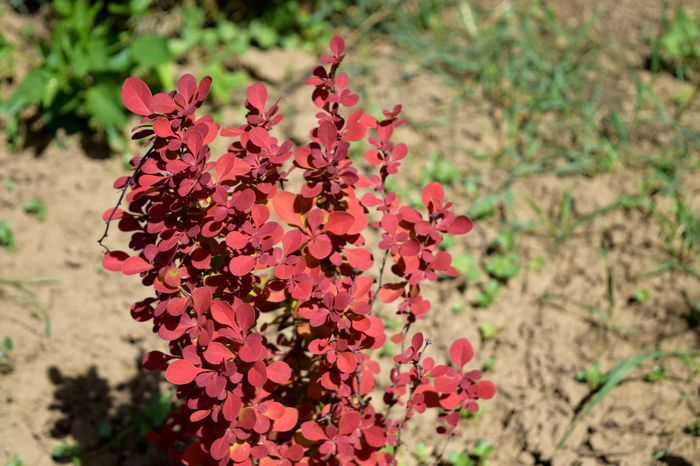 Berberis Orange Roket