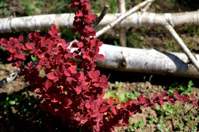 Berberis-thunbergii-Red-Pillar