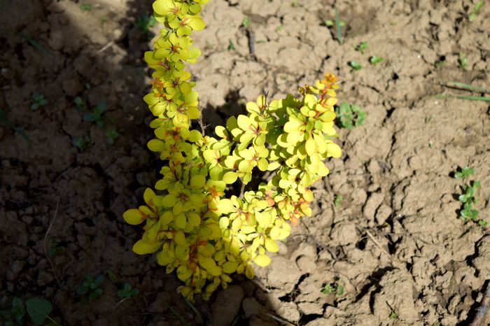 Berberis thunbergi Maria