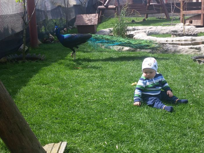 20160418_132108 - nazdravanu lu tati