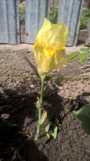 Iris de la Cebule - Flori 2016