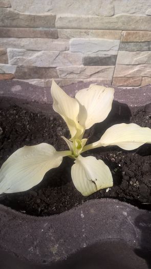 Hosta White - Flori 2016