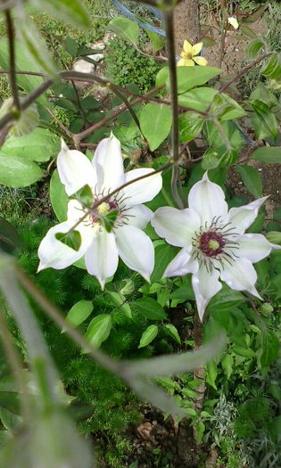 clematita de la d-na ileanap.multumesc