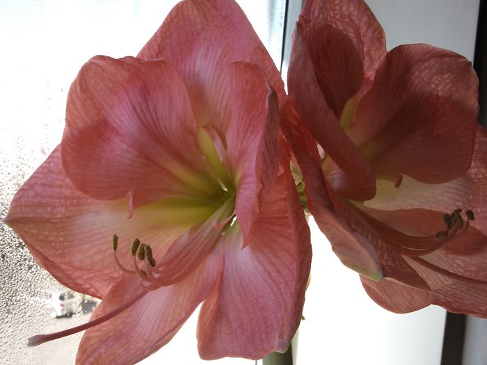 IMG_20150324_091347 - amaryllis