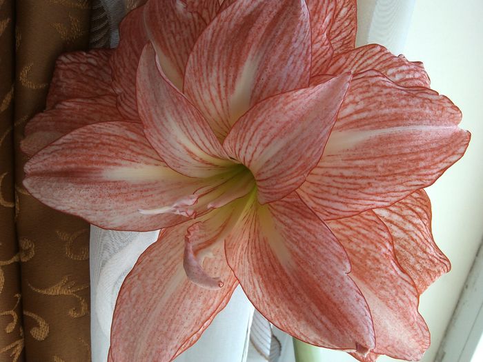 IMG_20150325_095815 - amaryllis