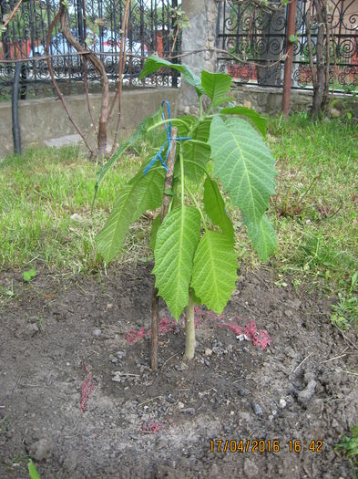 si unul pentru tinara din curte. - 3 BRUGMANSIA