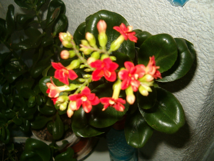 kalanchoe rosie semidubla7 febr - kalanchoe