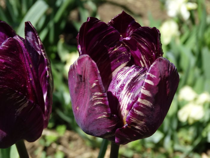 DSC06025 - In gradina 2016