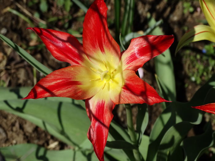 DSC06062 - In gradina 2016