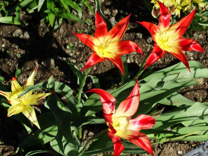 DSC06058 - In gradina 2016