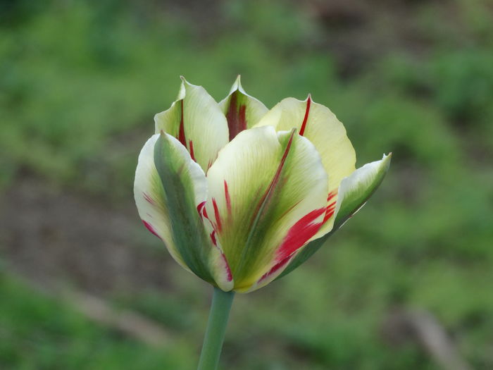 DSC06104 - In gradina 2016