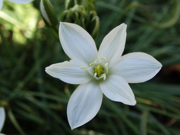 DSC06012 - In gradina 2016