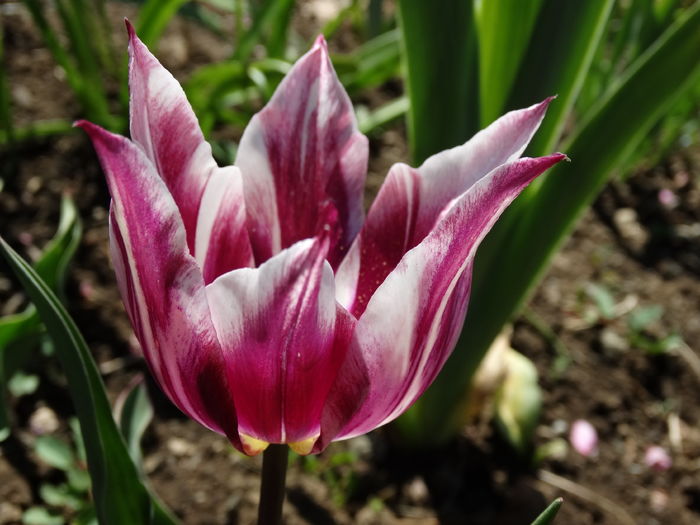 DSC06041 - In gradina 2016