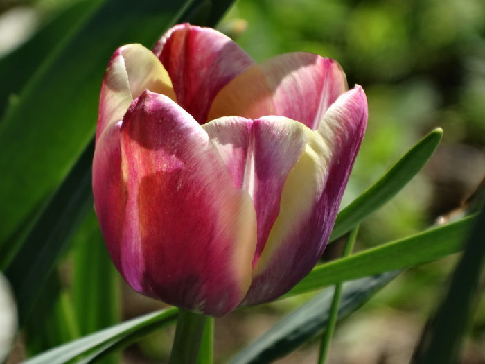 DSC06000 - In gradina 2016