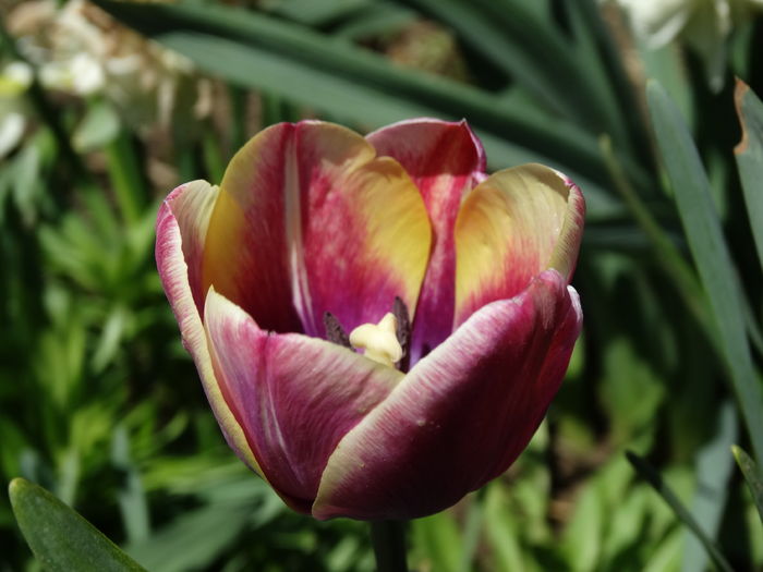 DSC06029 - In gradina 2016