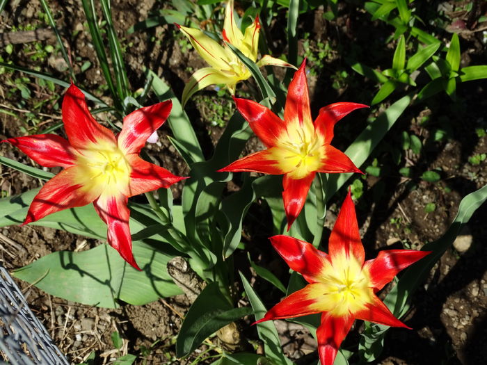 DSC06064 - In gradina 2016